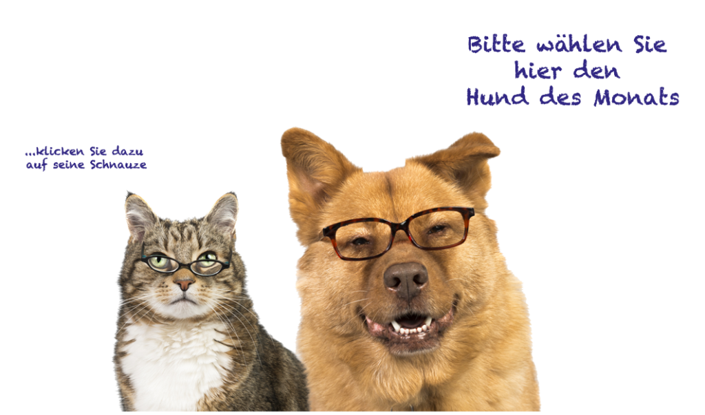 Katze_Hund_Voten